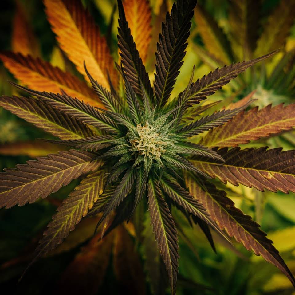 Buds MJ Delivery Image