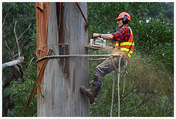 The Syracuse Tree Service Pros Logo