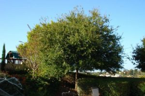 Atascadero Tree Service Image