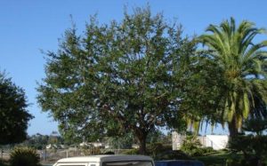 Atascadero Tree Service Image