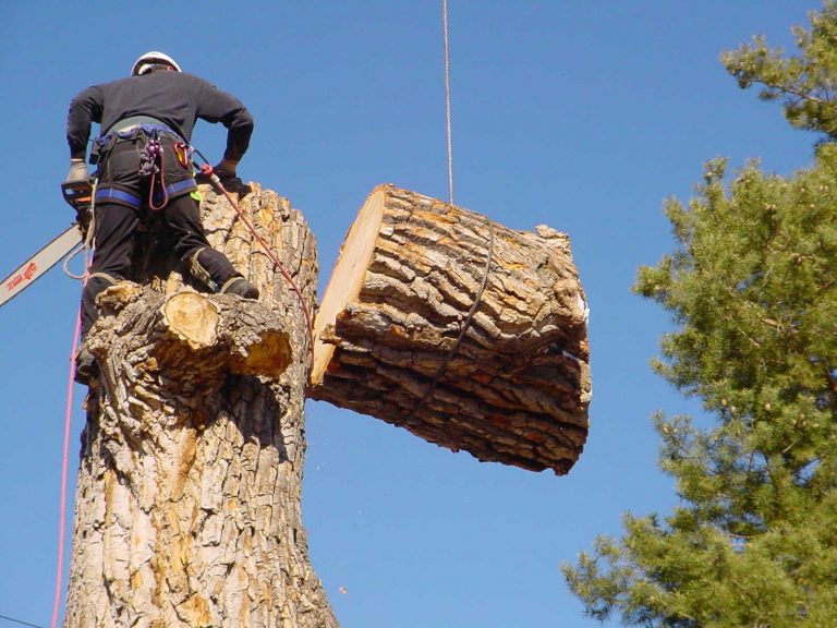 Atascadero Tree Service Image