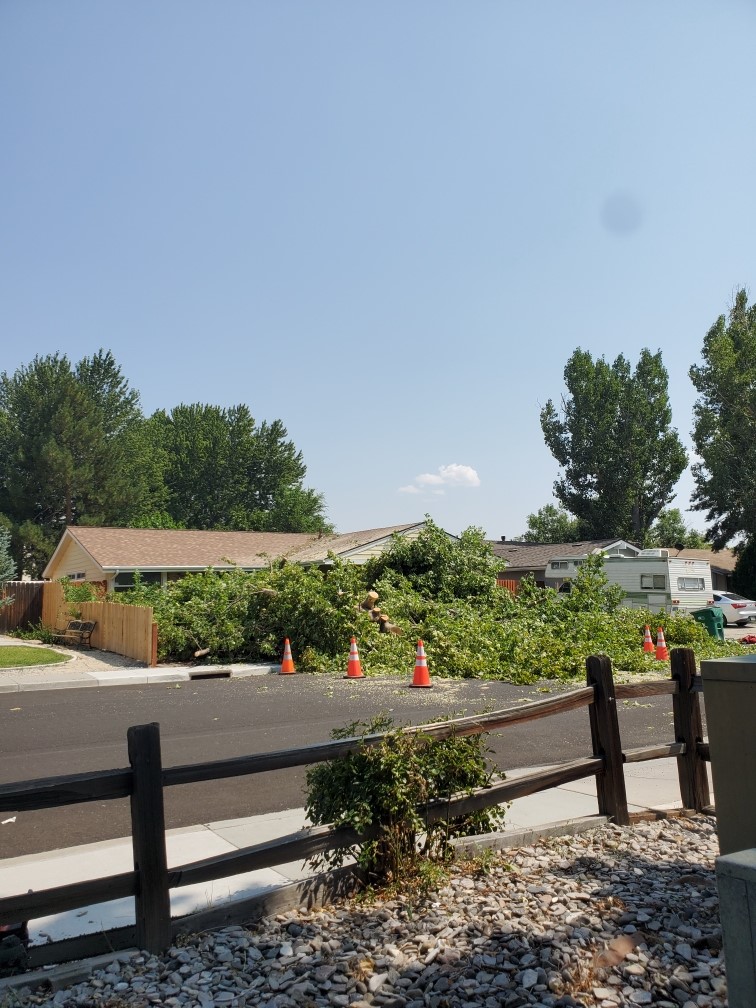 Medrano Tree Service Image