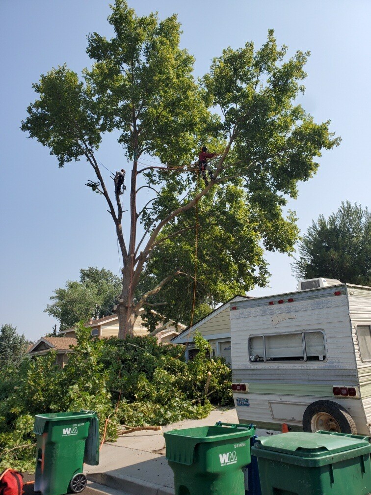 Medrano Tree Service Image