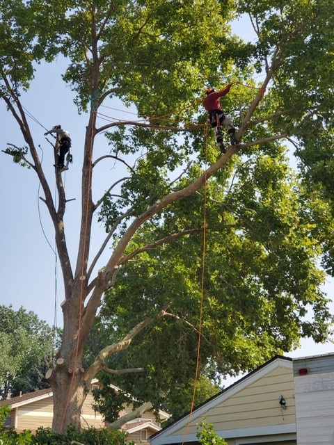 Medrano Tree Service Image