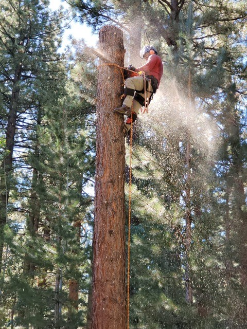 Medrano Tree Service Image