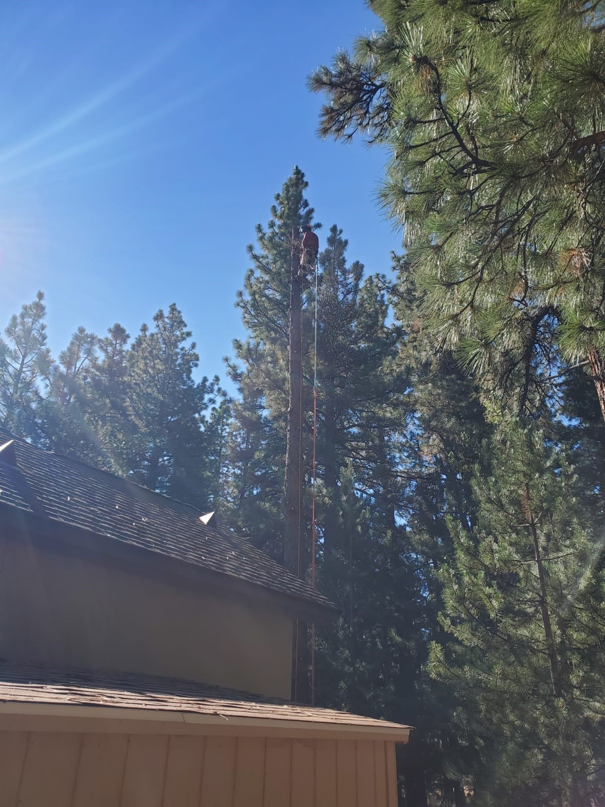 Medrano Tree Service Image