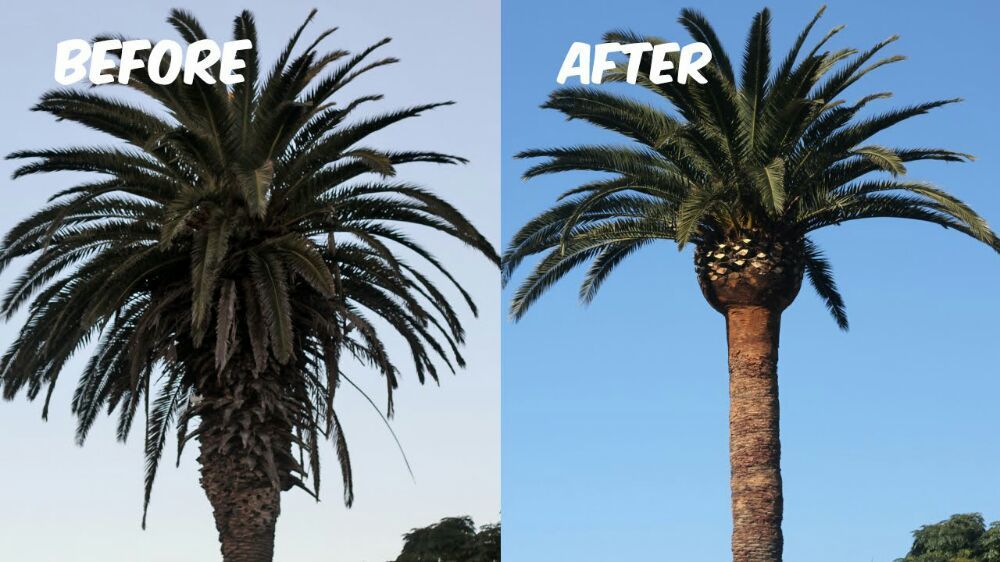 International  Green Tree Service Image