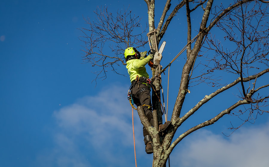 Bountiful Tree Service Image
