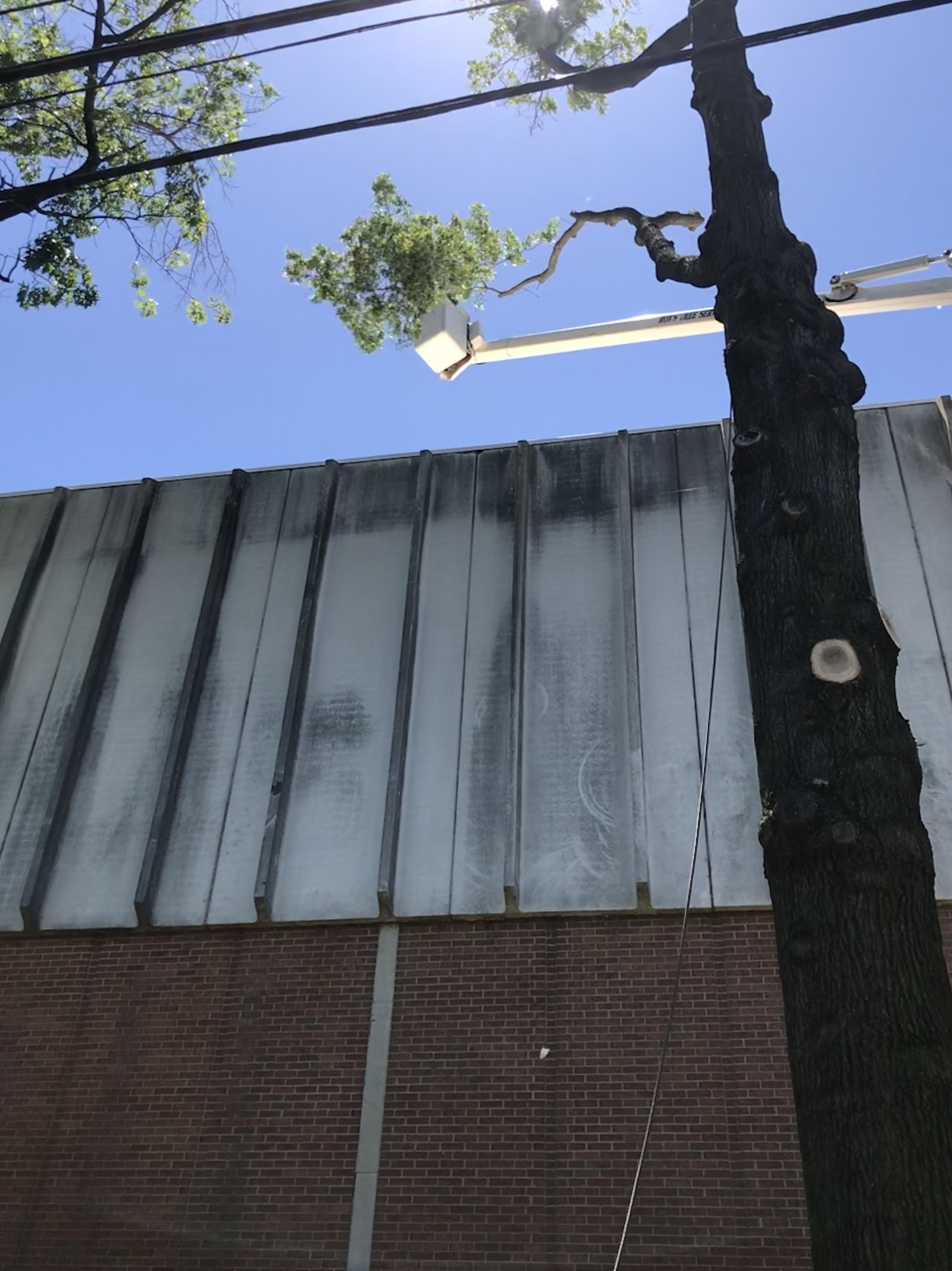 Daniel's Lawn and Tree LLC Image