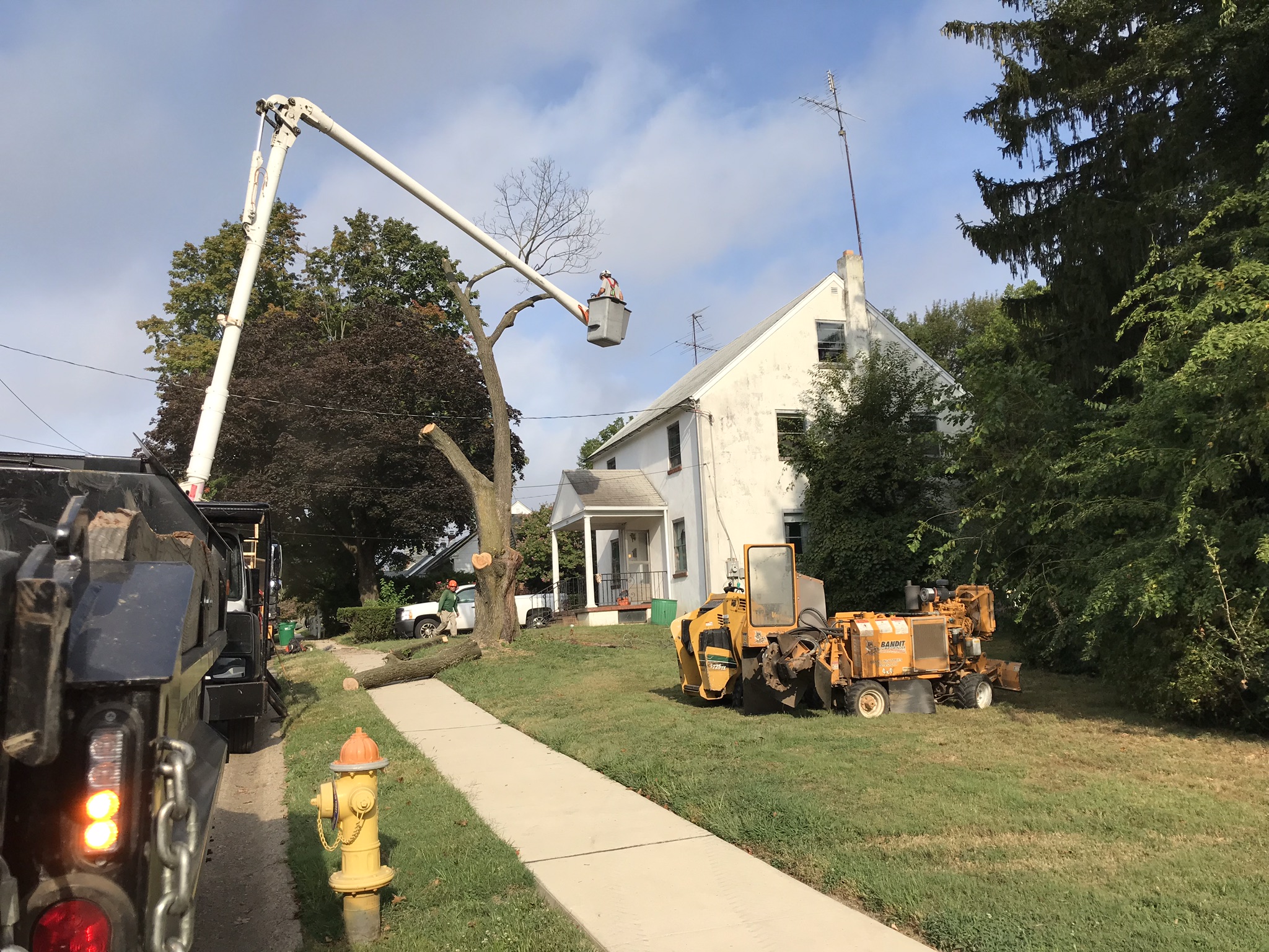 Daniel's Lawn and Tree LLC Image