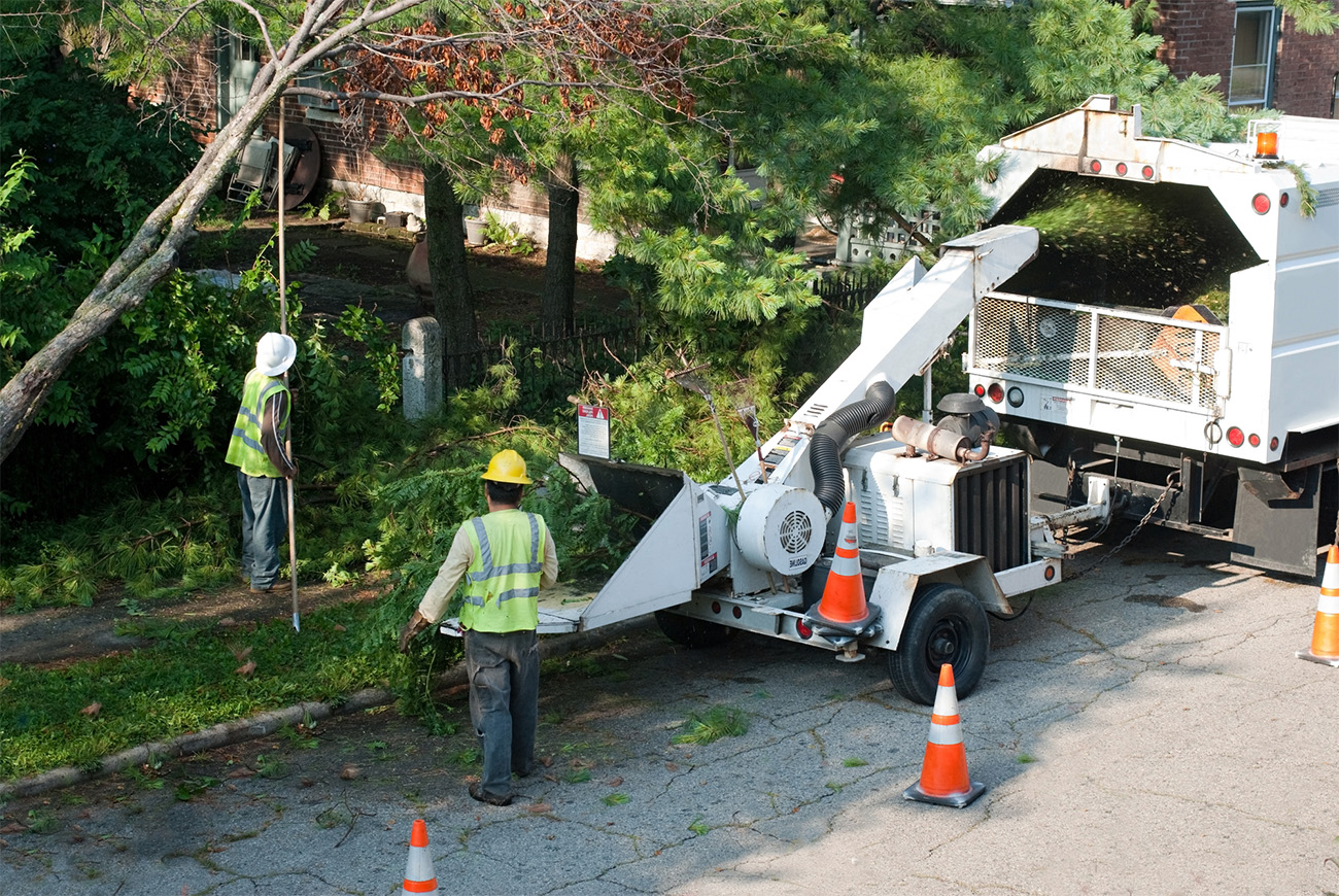 Pro Tree Service of Savannah Image