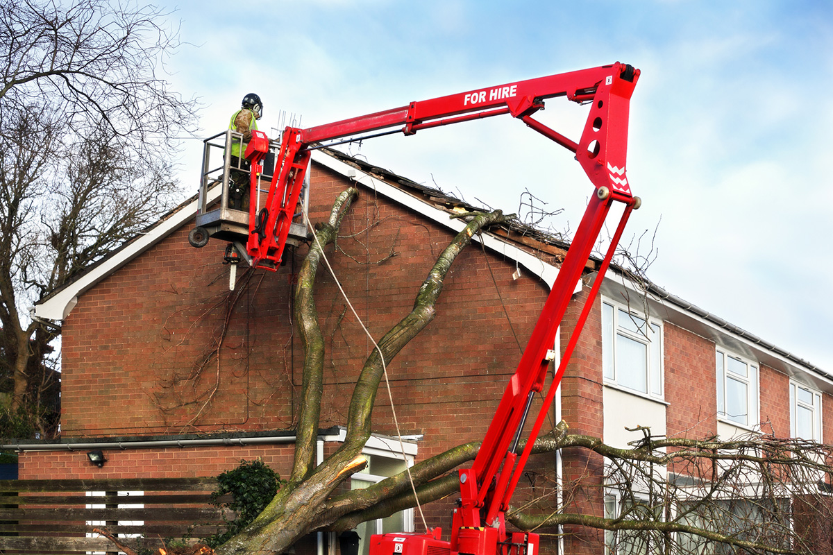 Pro Tree Service of Savannah Image