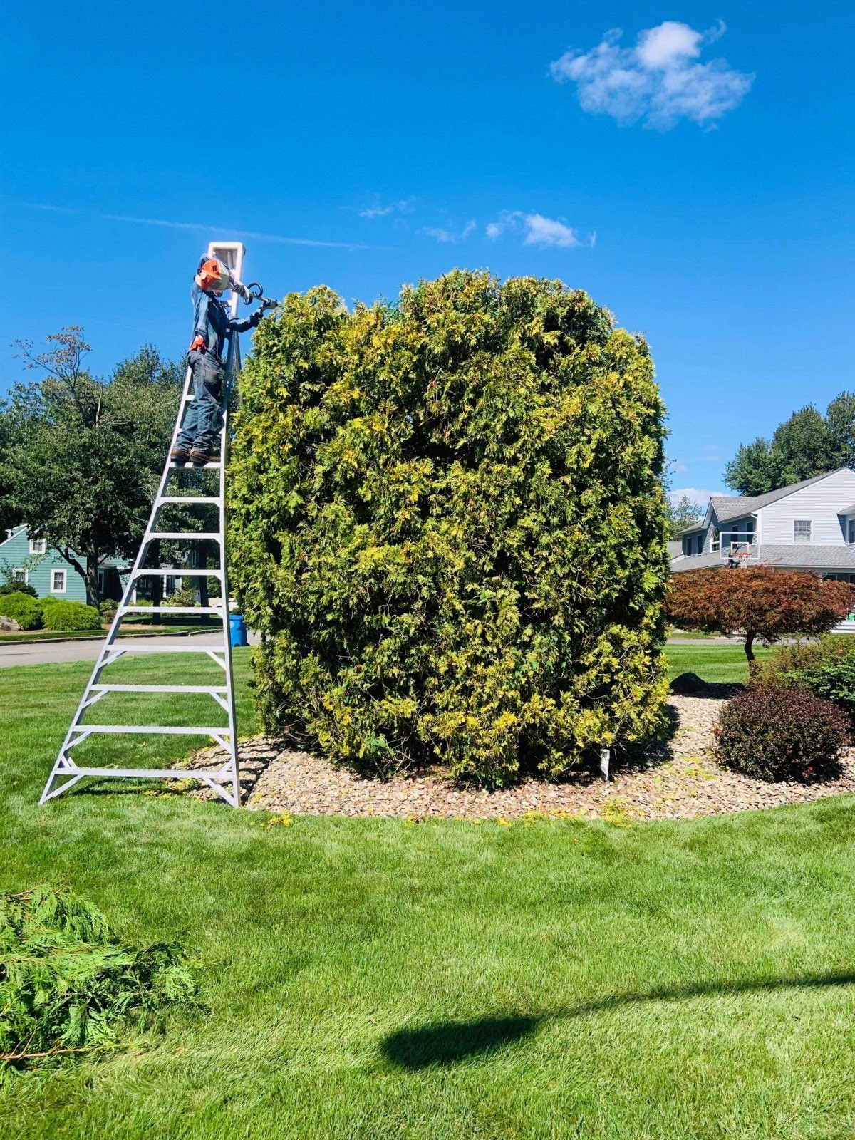Frank Tree Services Image