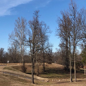 Southaven Tree Service Logo