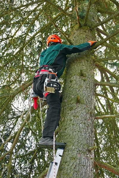 Rocklin Tree Image