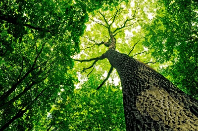 Rocklin Tree Image