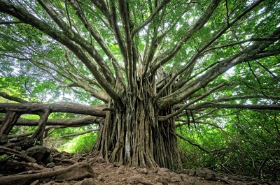 Rocklin Tree Image