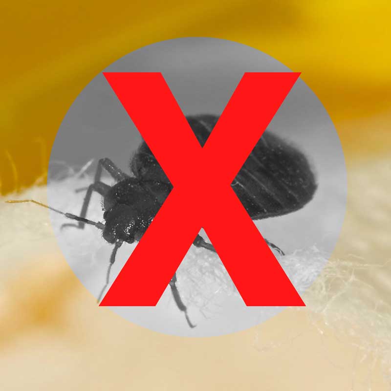 PestBusters Image