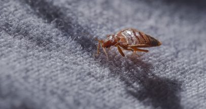 PestBusters Image