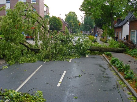 Green Tree Service Decatur Image