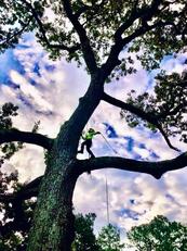 Tree Fellers LLC Image