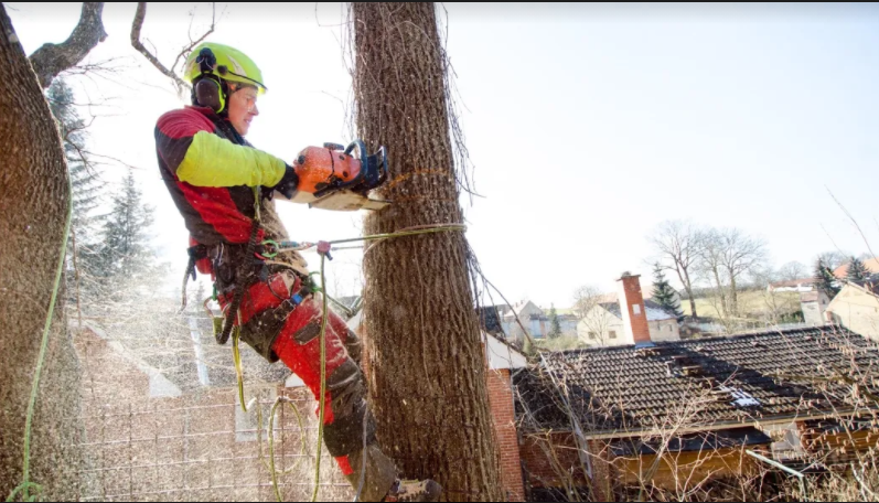 Carolina Tree Removal Pros of Hope Mills Image
