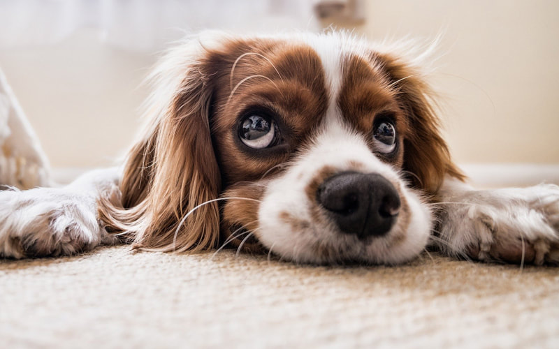 Henderson Carpet Pros Image