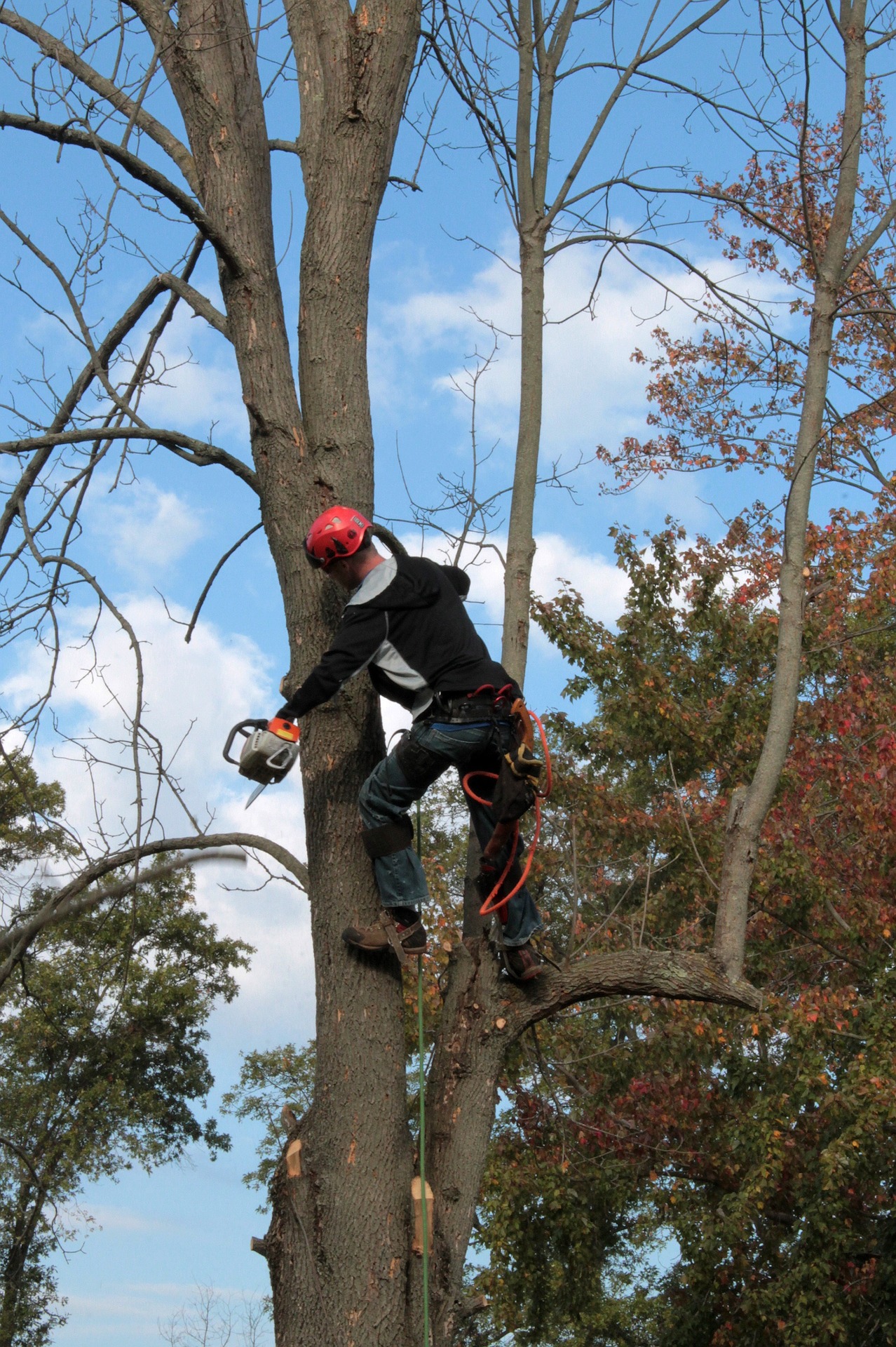 Suburban Tree Service Image
