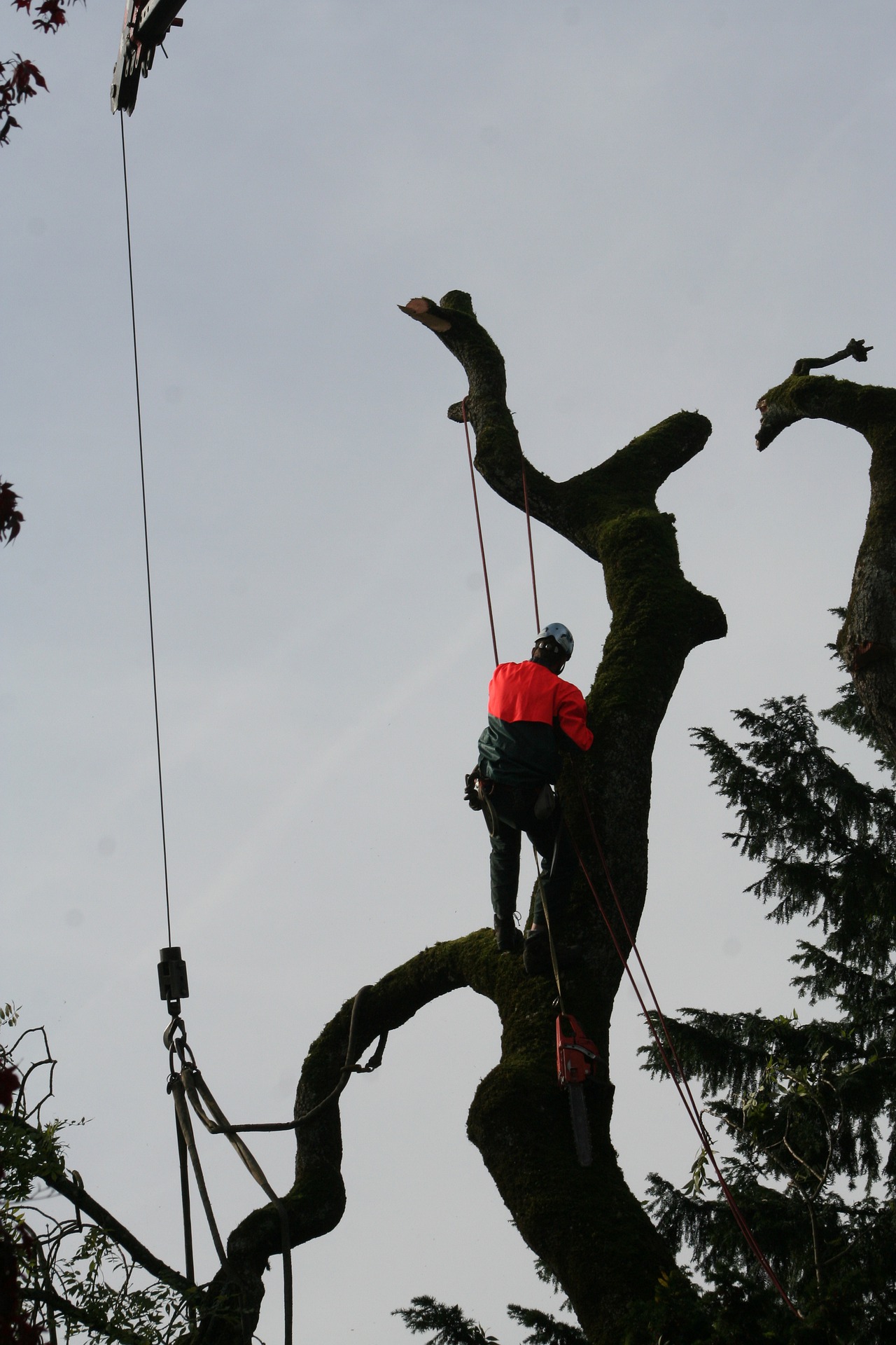 Suburban Tree Service Image