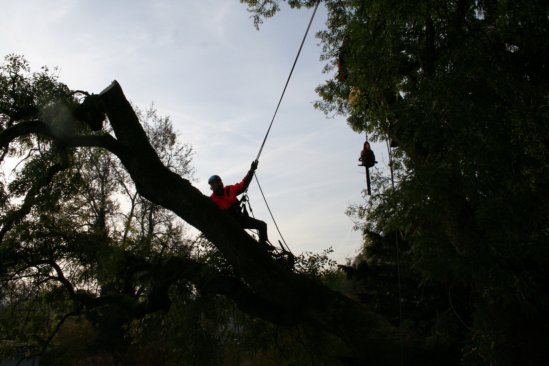 Suburban Tree Service Image