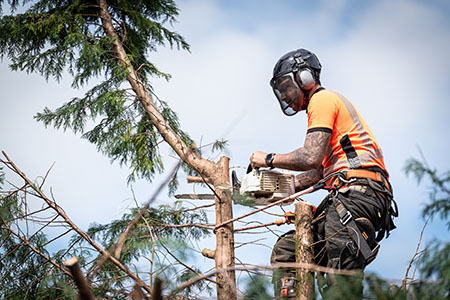 Seattle Tree Trimmers Image