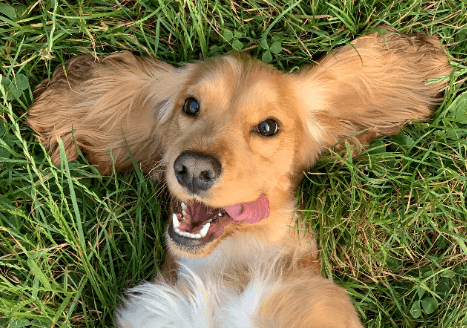 Mobile Dog Groomer Seattle Pros Image