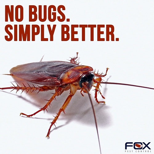 Fox Pest Control Image