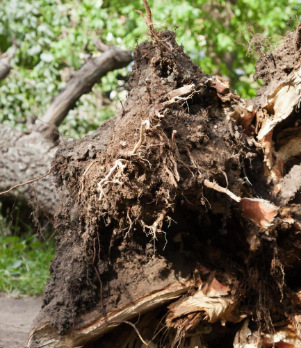 Lexington Tree Service Pros Image