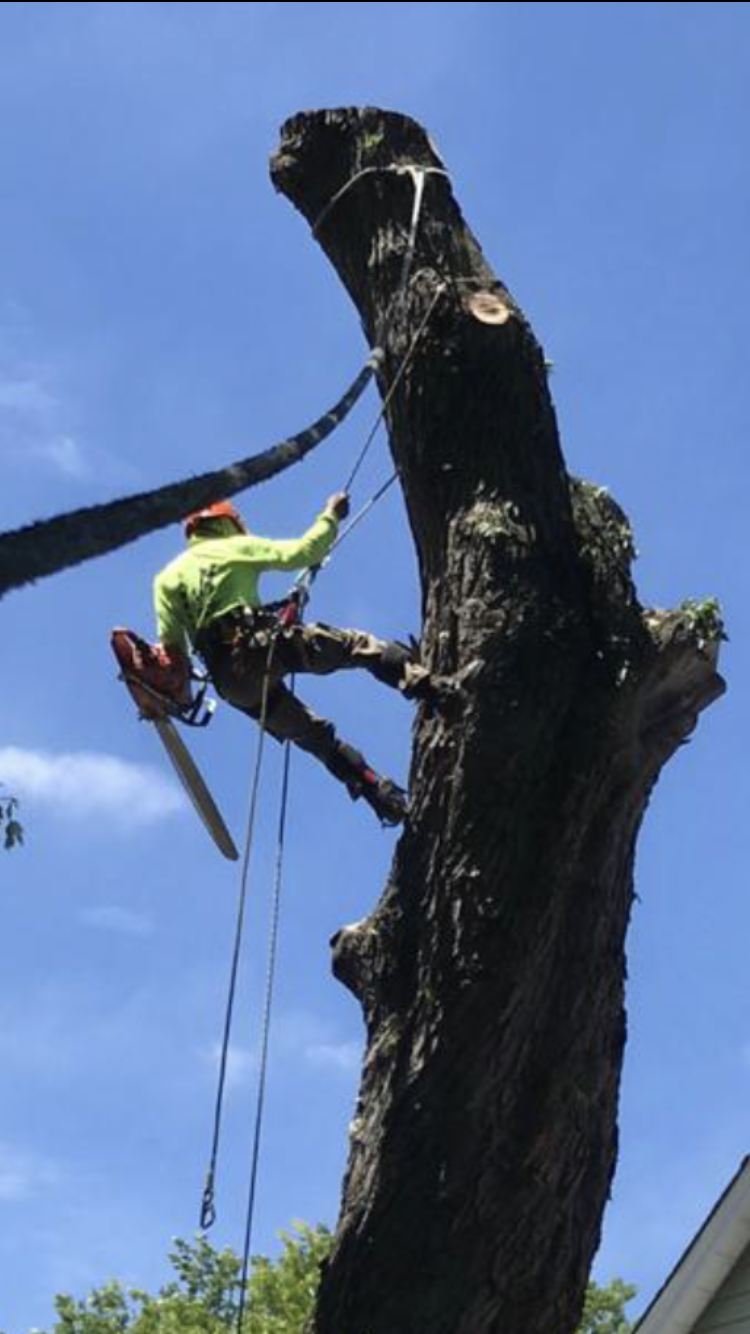 Garcias Tree Climbing Service Image