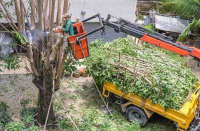 Tree Service West Palm Beach Image