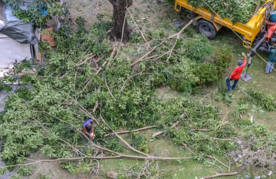 Tree Service West Palm Beach Image