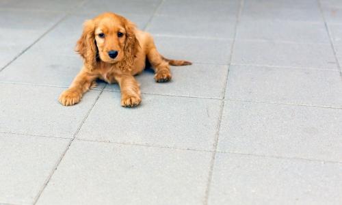 Pressure Power Pros Image