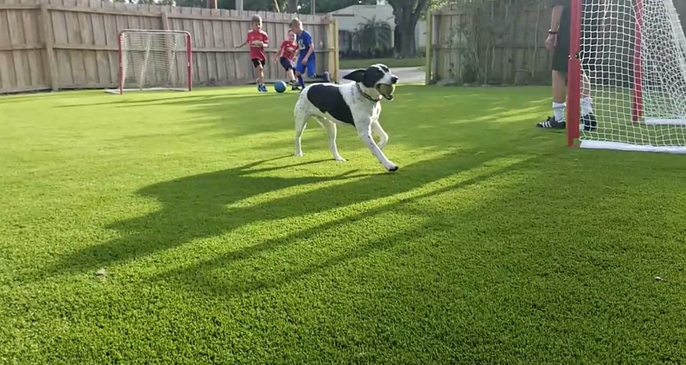 Florida Artificial Grass Installation Image