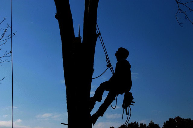 Roseville Tree Service Image