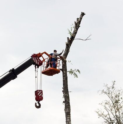 Elgin Tree Service Image