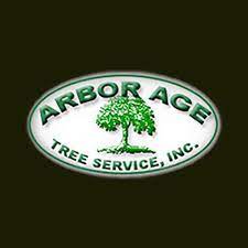 Tree Cutting & Trimming Oceanside Image