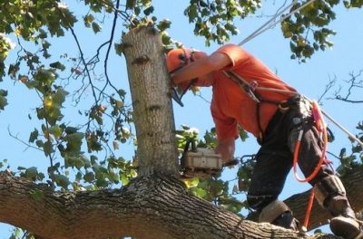 Americans Tree Service Image