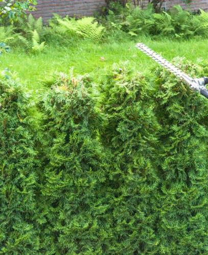 Cedar Rapids Tree Removal Services Image