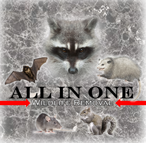All In One Wildlife Removal LLC Logo