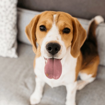 Eco Earth Bed Bug Dogs Image