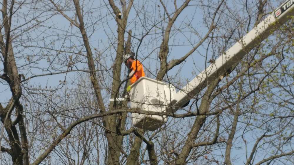Richmond Tree Service Company Image