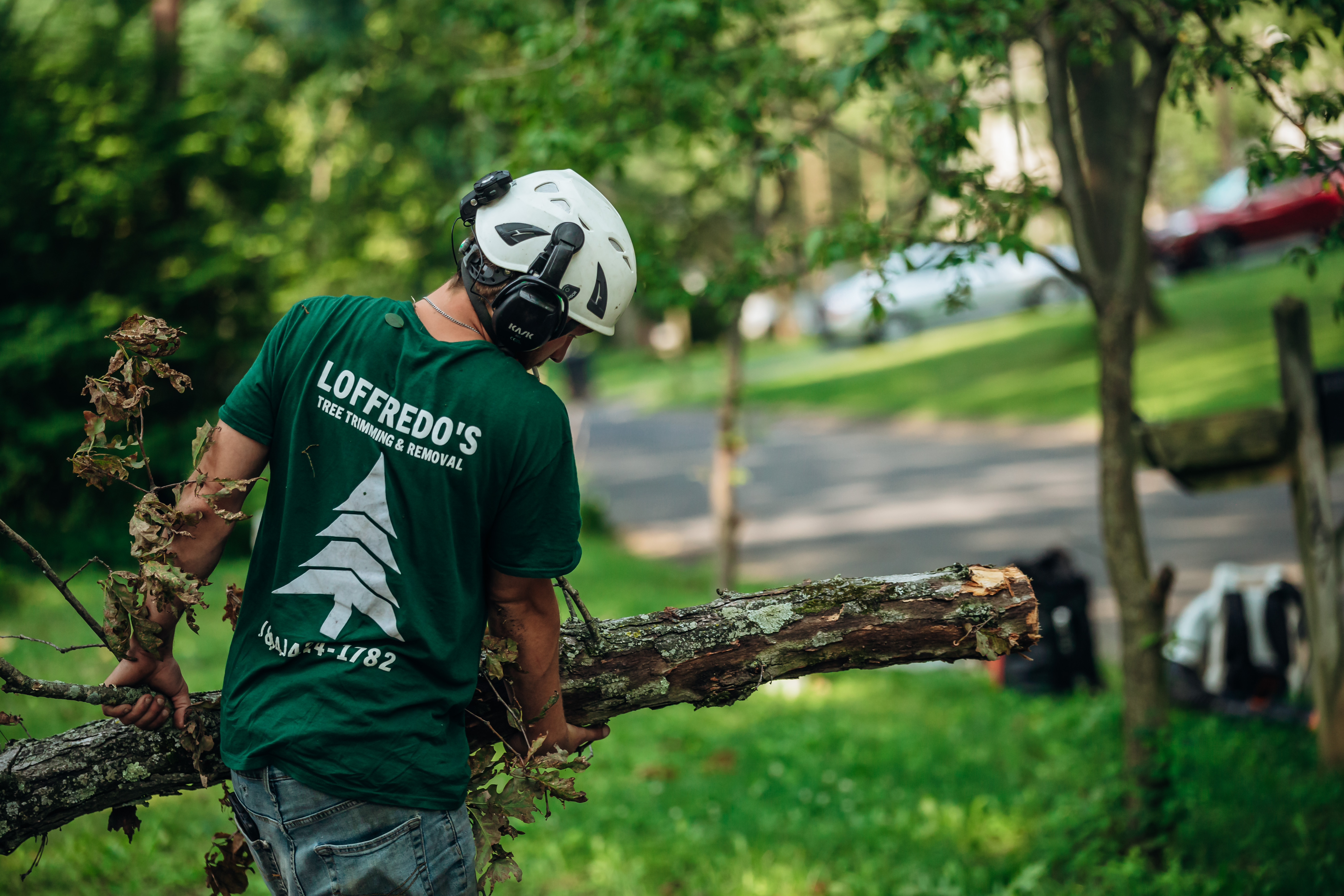 Loffredo's Tree Trimming & Removal Image