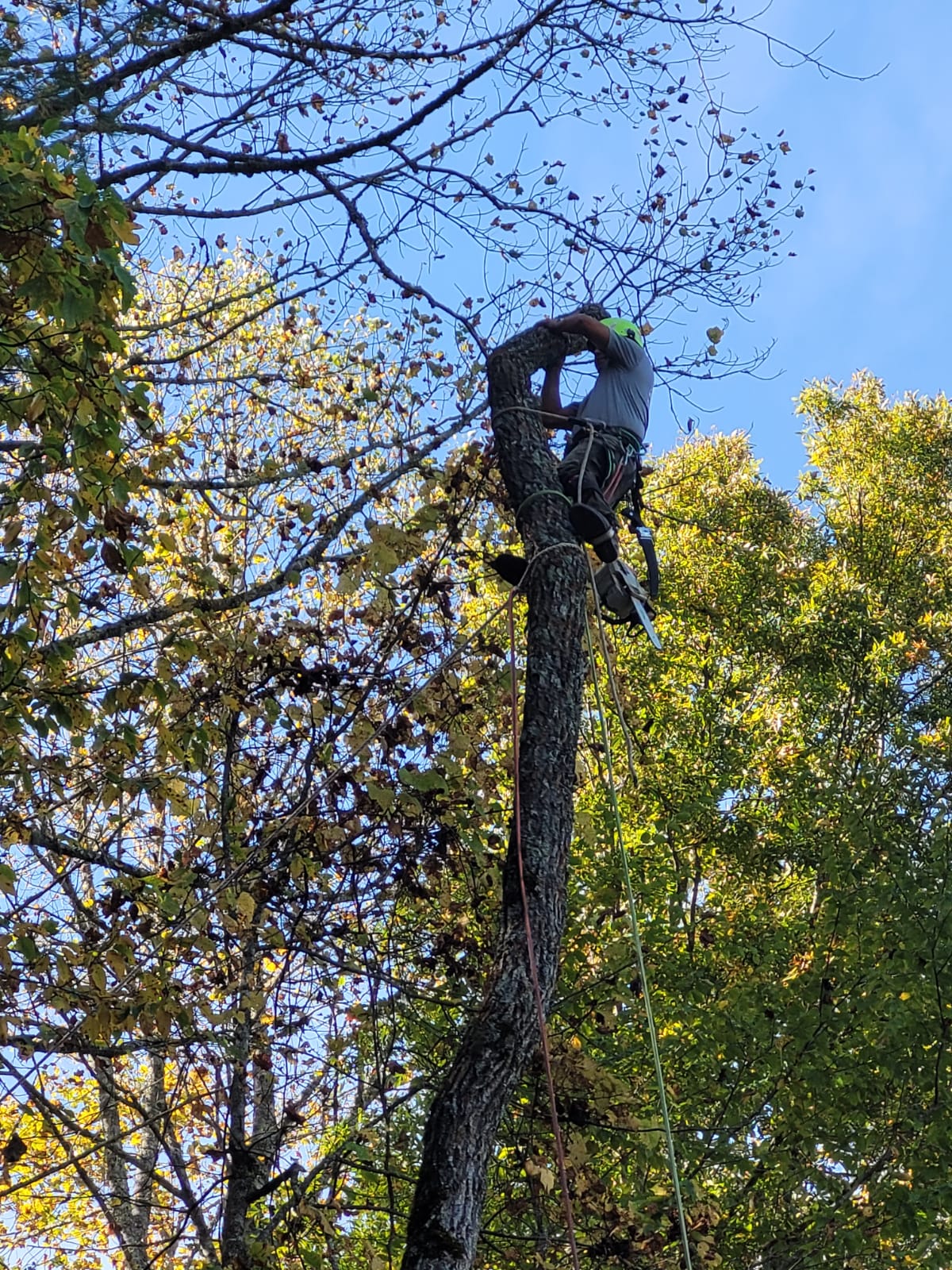 Shaddai Tree Services Image