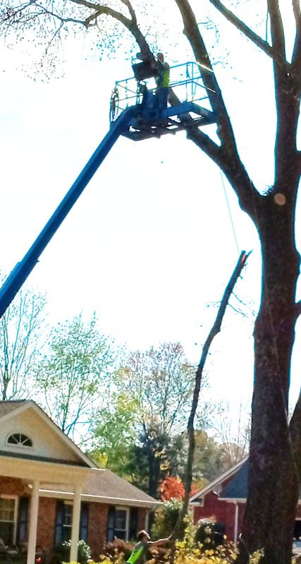 AAA Tree Service Image